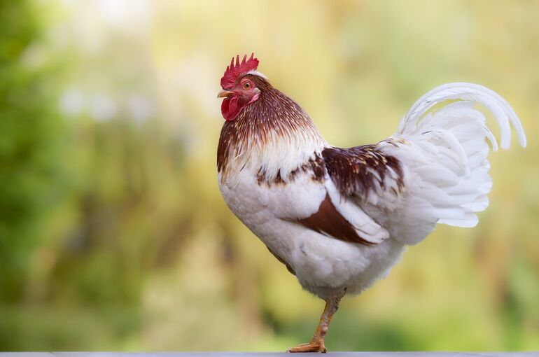 erwinbosman-rooster-10273441_1920