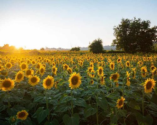 phfilipposarci-sunflowers-6007847_1920