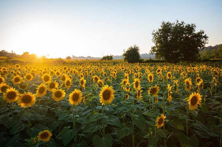 phfilipposarci-sunflowers-6007847_1920