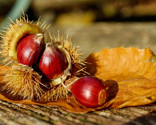 couleur-chestnut-1784282_1920