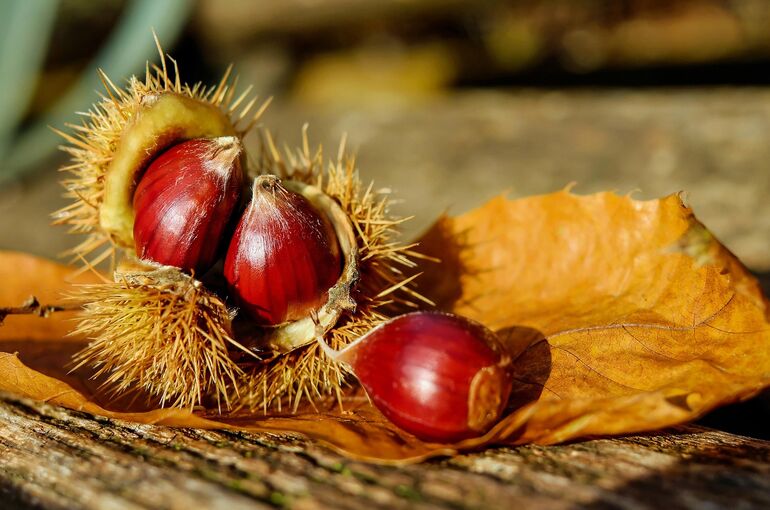 couleur-chestnut-1784282_1920