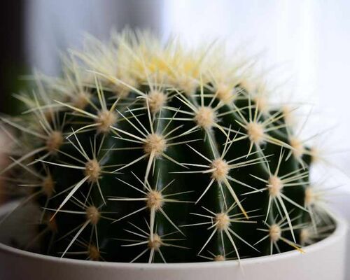 congerdesign-cactus-6743531_1920