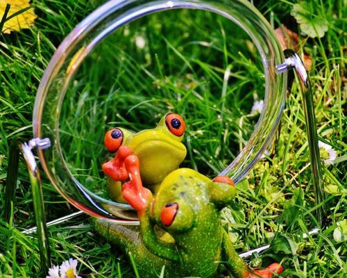 alexas_fotos-frog-1499067_1920 (1)