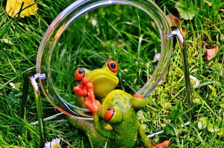 alexas_fotos-frog-1499067_1920 (1)