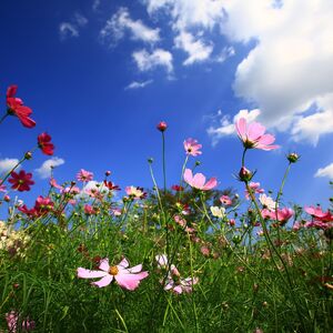 ksa61011-cosmos-2744329_1920