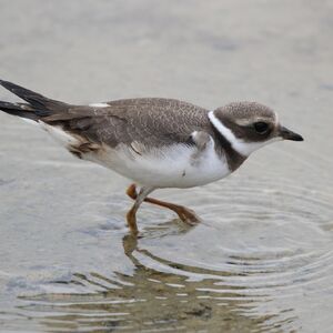 annailarionova-bird-6854637_1920