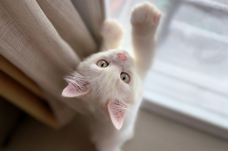 cat-8062388_640