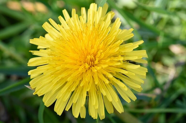 dandelion-4085950_640