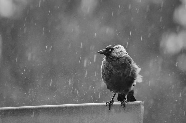 jackdaw-8249384_640