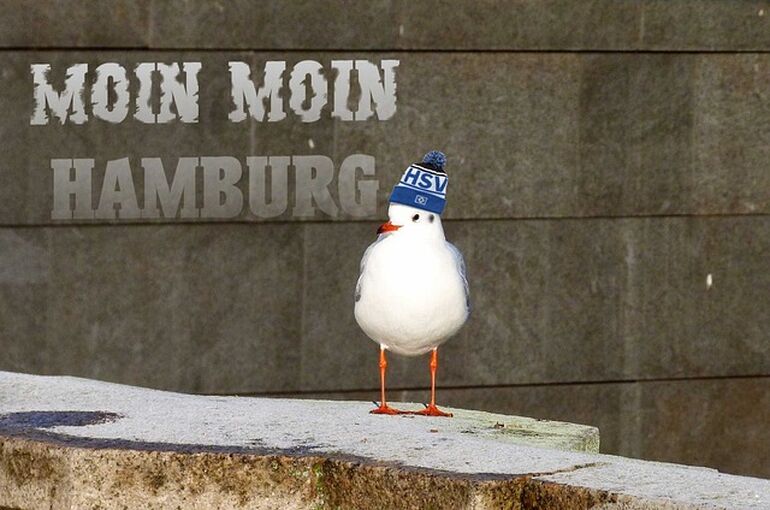 gull-2370775_640