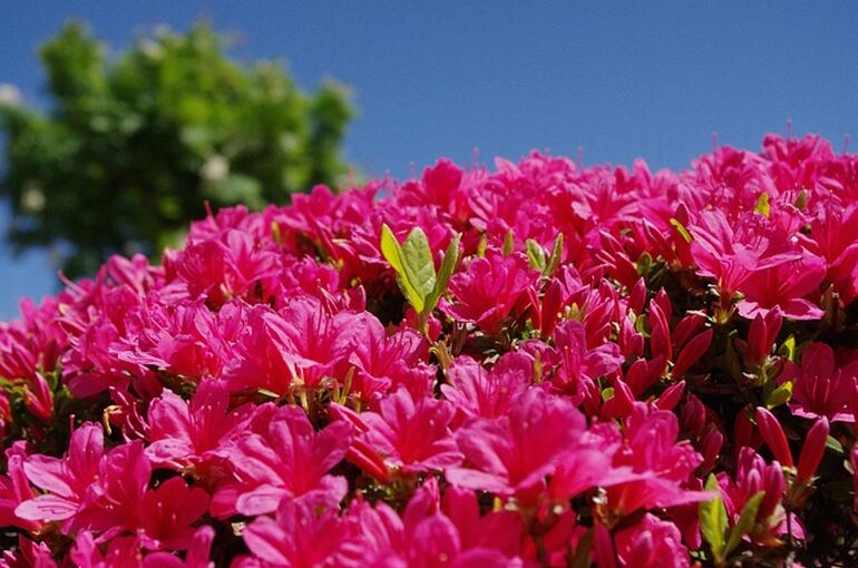 azalea-5218548_640