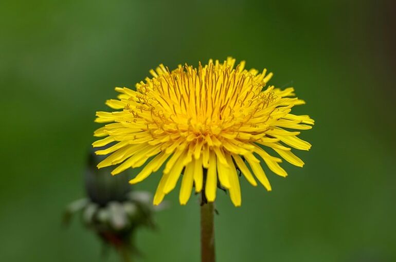dandelion-8010882_640