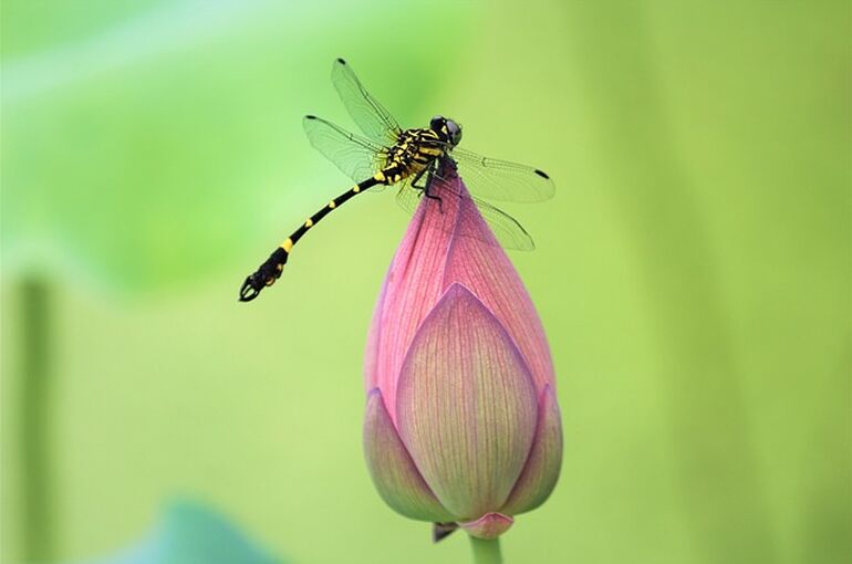 flower-4036097_640