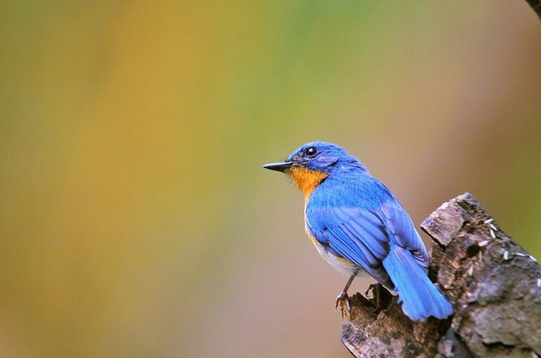 bird-7216181_640