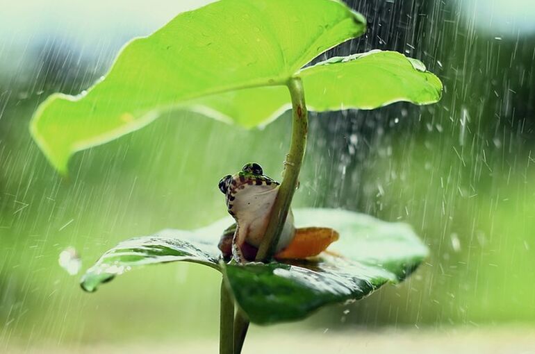 frog-5319326_640