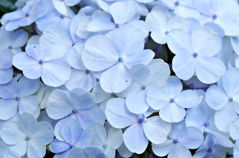 flower-7911919_640