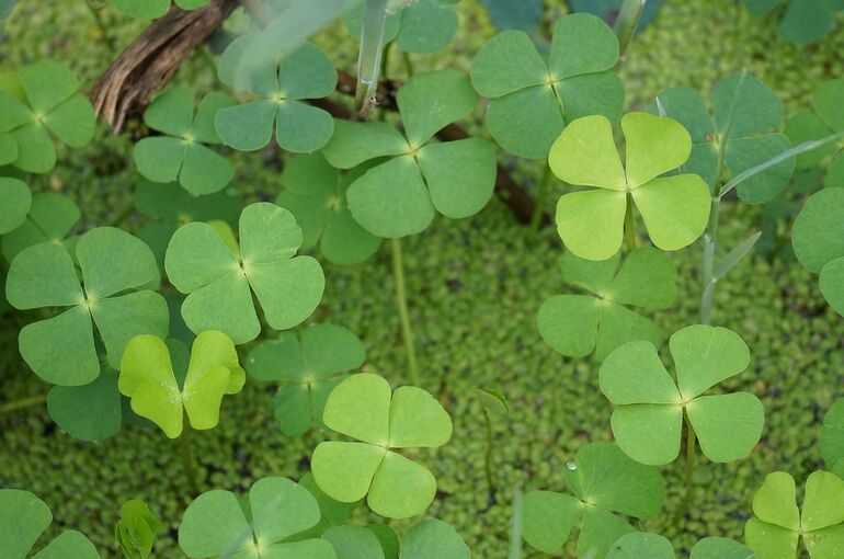 good-luck-4397584_1280