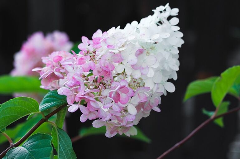 hydrangea-4401426_640