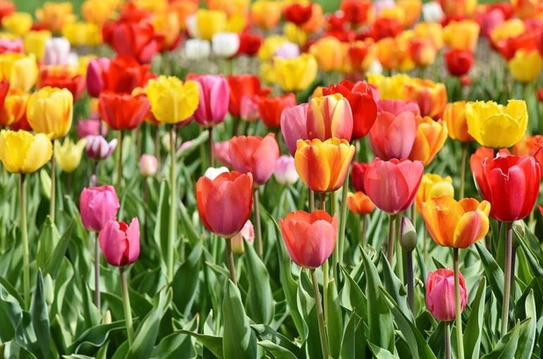 tulips-3359902_640