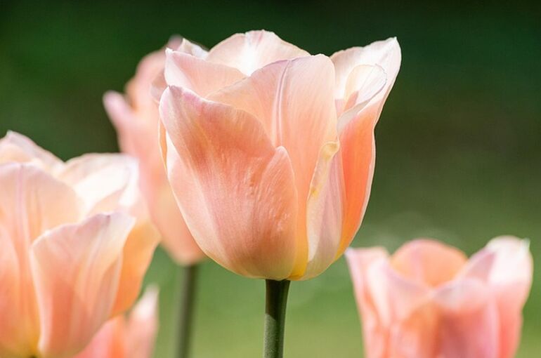 tulip-7842665_640
