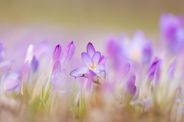 flowers-7048776_640