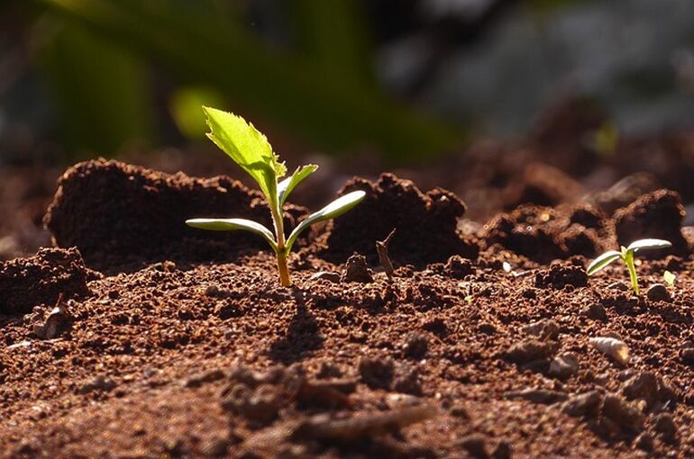 spring-young-leaves-2404083_640