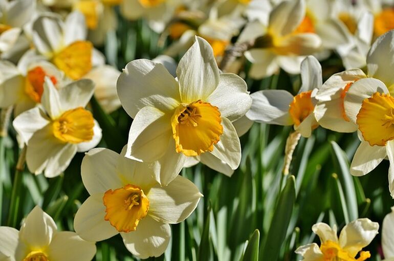 narcissus-4162300_640