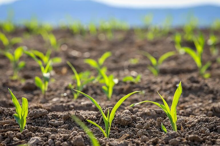 seedling-7494363_640