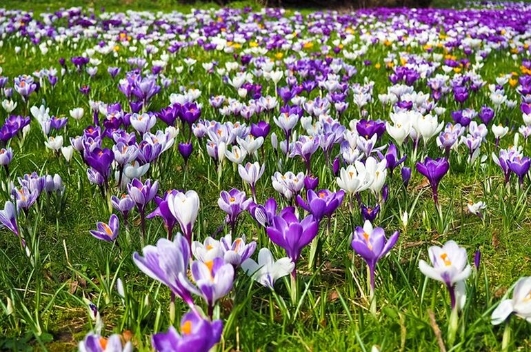 crocus-2139395_640