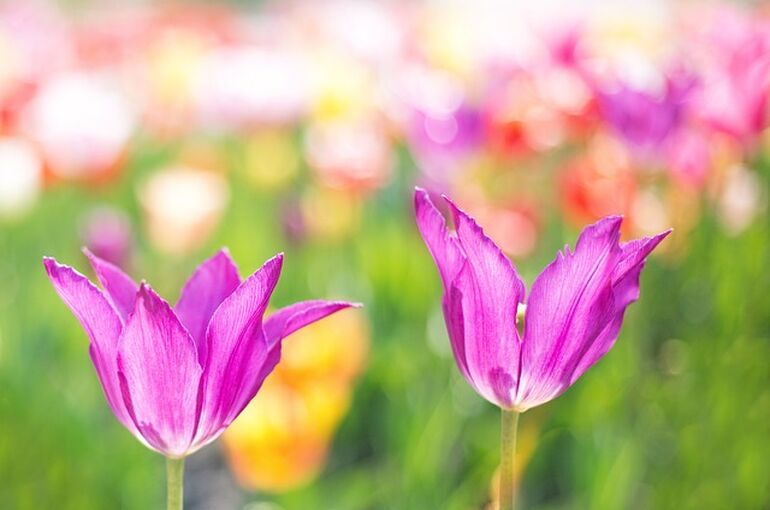 tulips-2201521_640