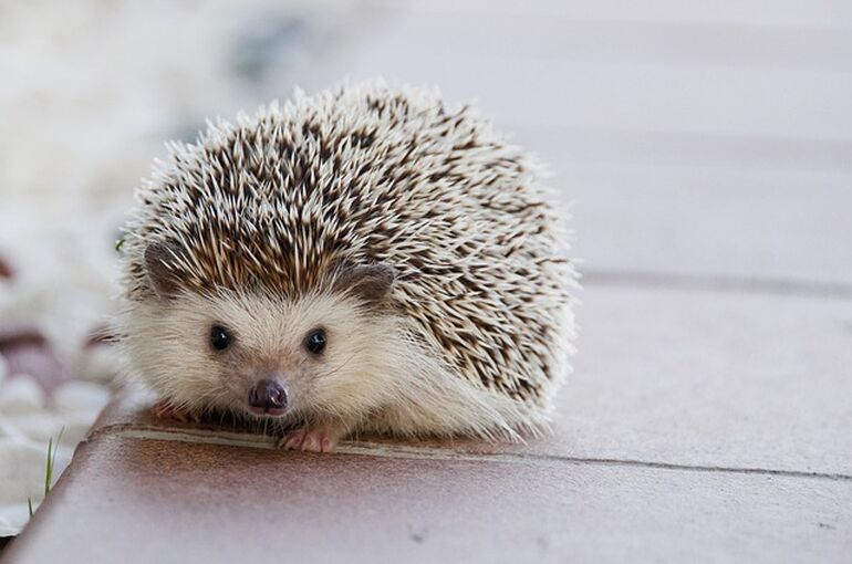 hedgehog-1215140_640