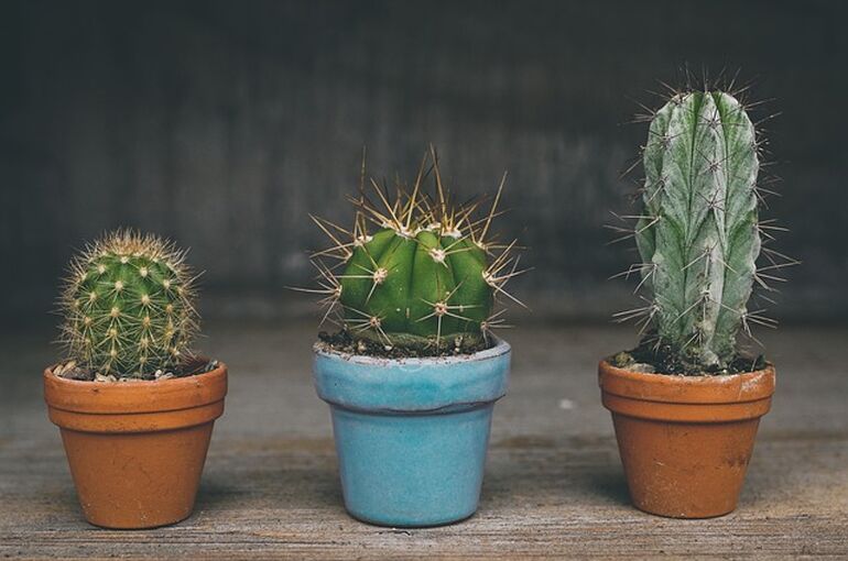 cactus-4161381_640