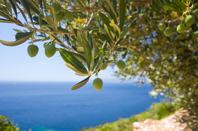tree-1754051_640