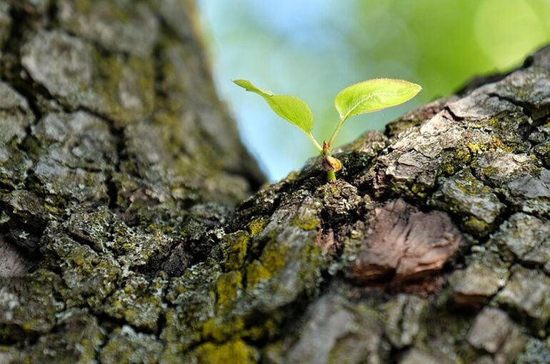 tree-4221189_640