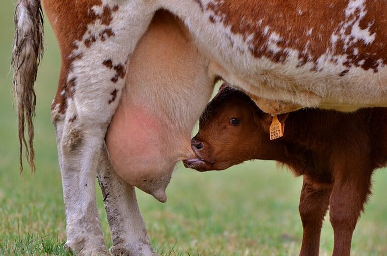 little-calf-4389866_640