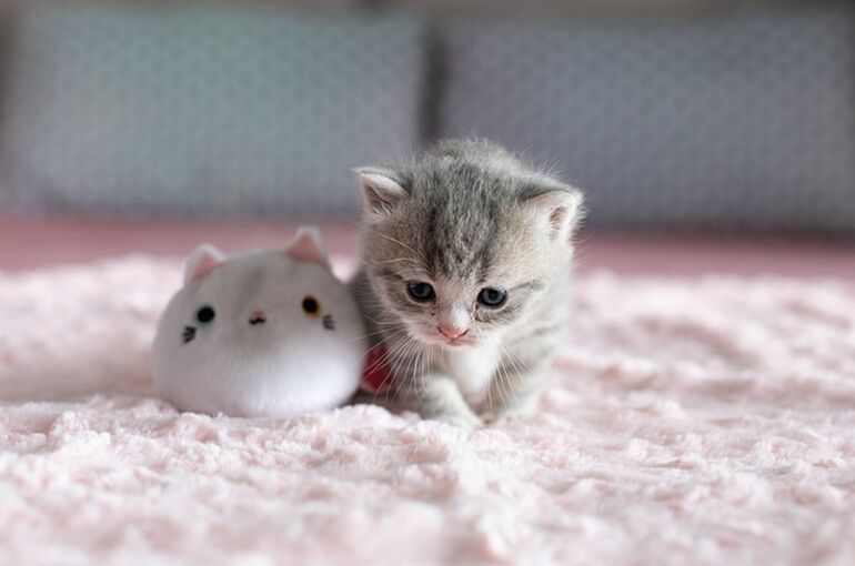 cat-4223305_640