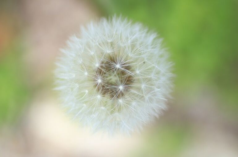 fluff-2394685_640