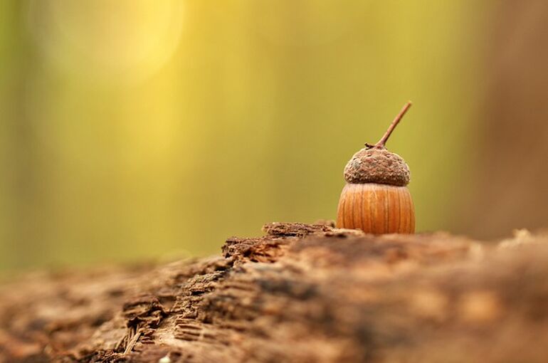 acorn-6696440_640