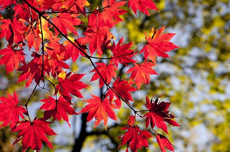 maple-leaves-2789234_640