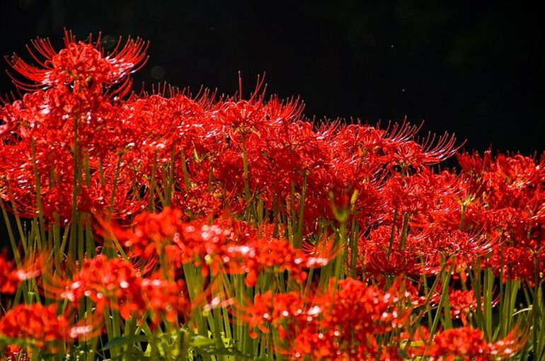 amaryllis-648320_640