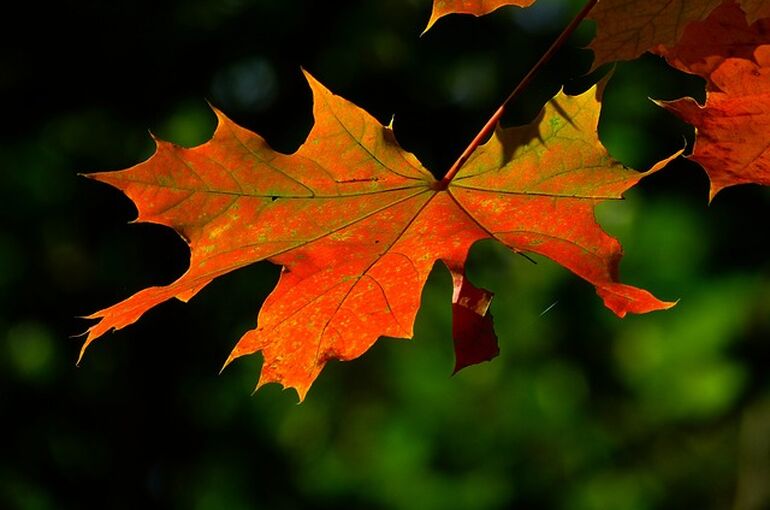 leaf-196566_640