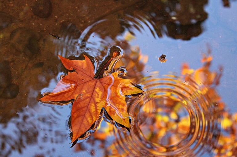 leaves-4232572_640