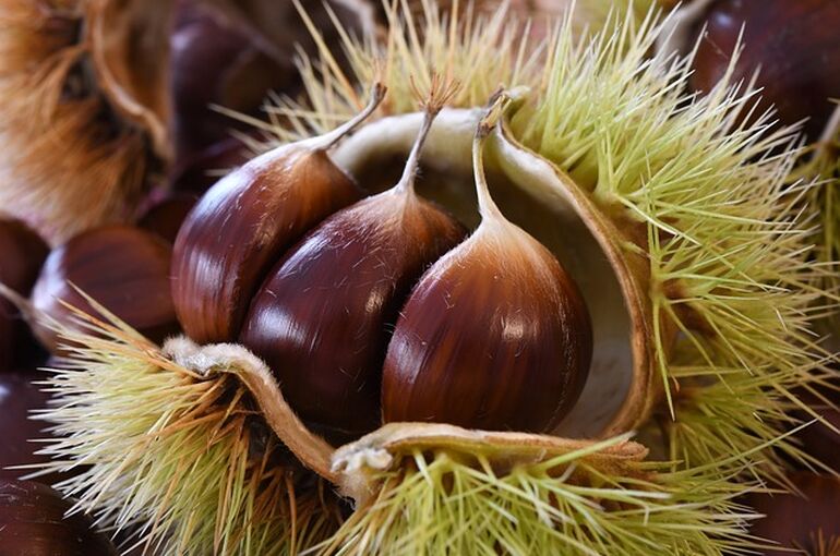 chestnuts-4528127_640