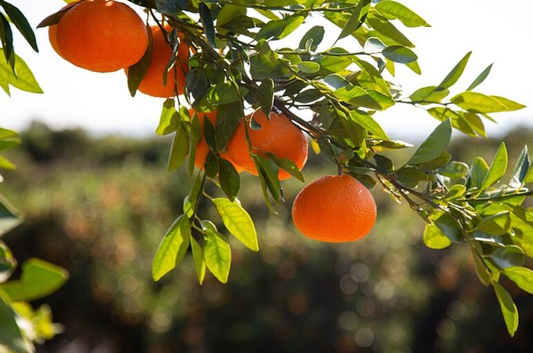 mandarins-3629140_640