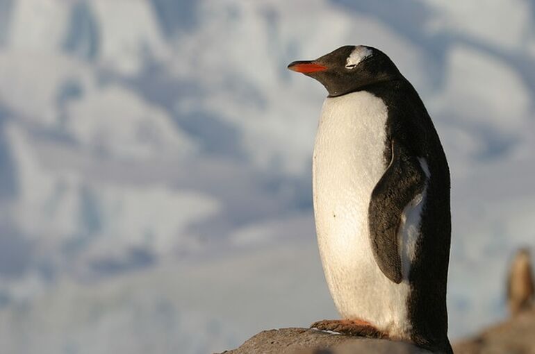 antartica-3427135_640