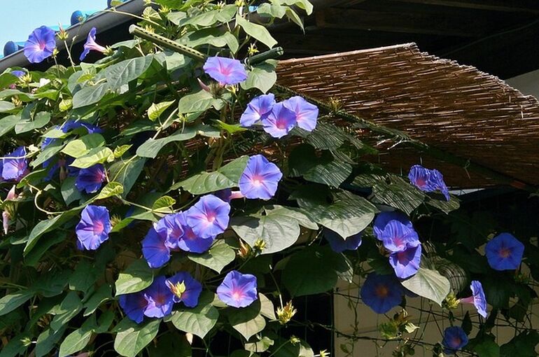 morning-glory-173440_640
