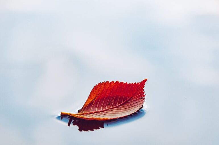 leaf-6760484_640