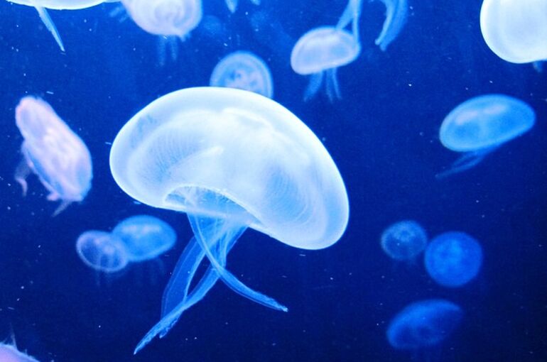 jellyfish-117256_640