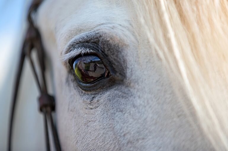 horse-6363466_1280