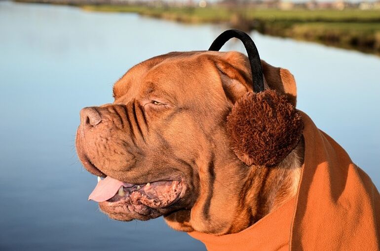 dog-314950_640